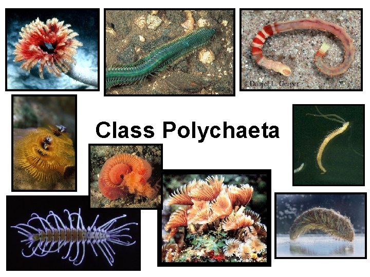 Class Polychaeta 