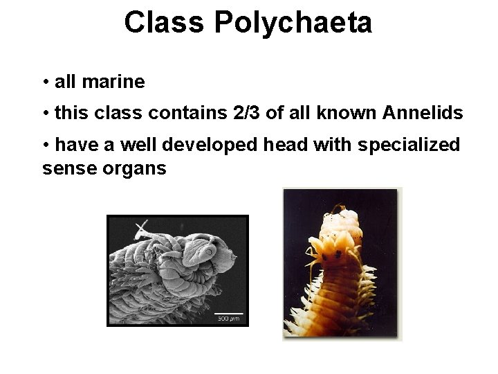 Class Polychaeta • all marine • this class contains 2/3 of all known Annelids