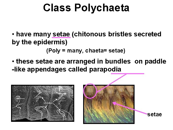 Class Polychaeta • have many setae (chitonous bristles secreted by the epidermis) (Poly =