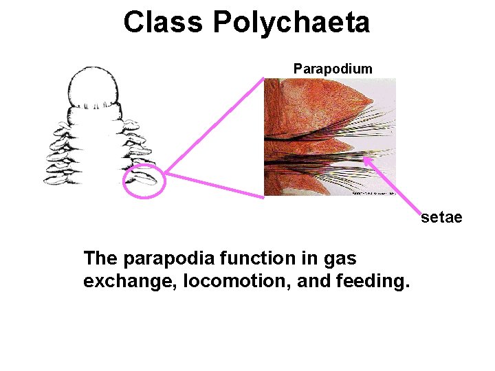 Class Polychaeta Parapodium setae The parapodia function in gas exchange, locomotion, and feeding. 