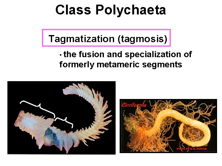 Class Polychaeta Tagmatization (tagmosis) • the fusion and specialization of formerly metameric segments 