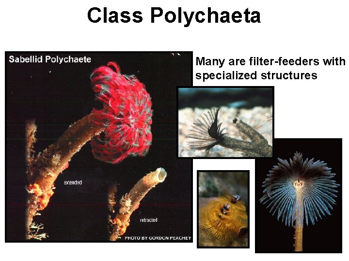 Class Polychaeta Many are filter-feeders with specialized structures 