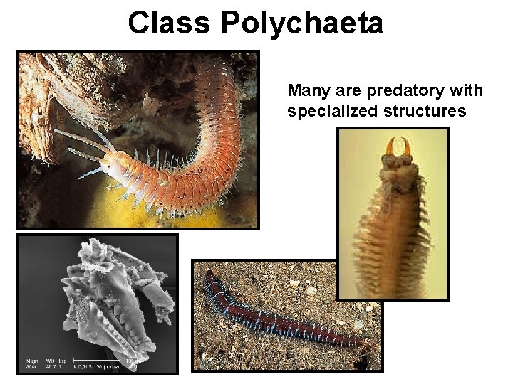 Class Polychaeta Many are predatory with specialized structures 