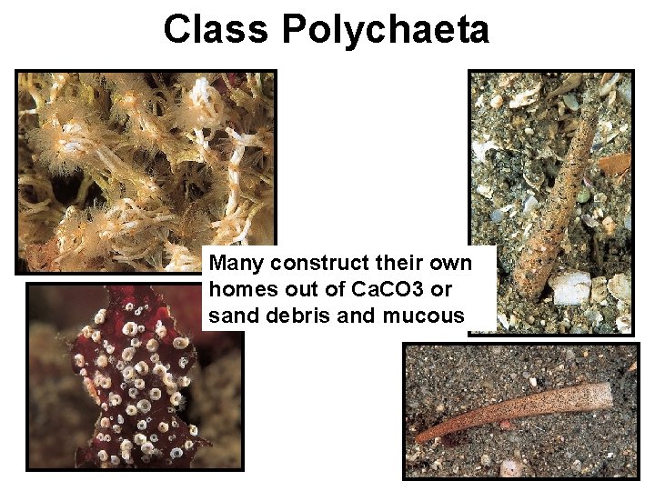 Class Polychaeta Many construct their own homes out of Ca. CO 3 or sand