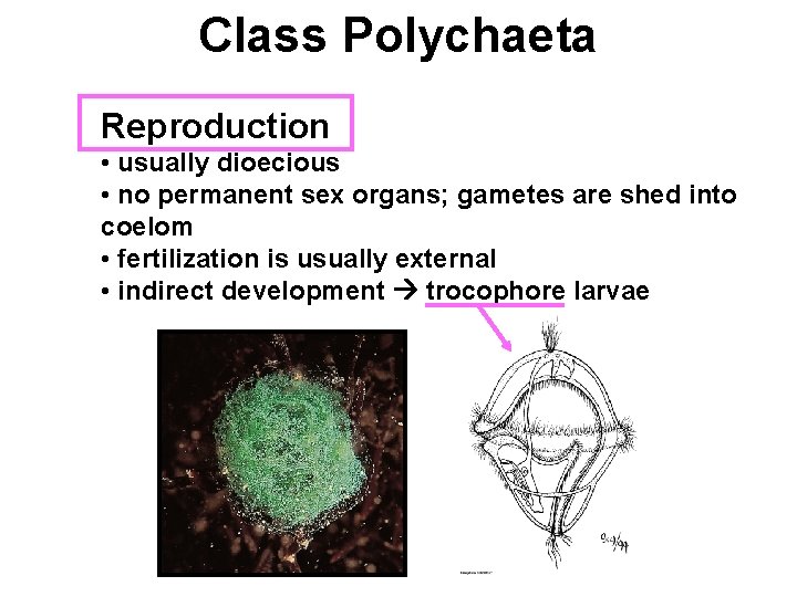 Class Polychaeta Reproduction • usually dioecious • no permanent sex organs; gametes are shed