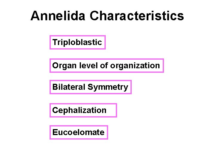 Annelida Characteristics Triploblastic Organ level of organization Bilateral Symmetry Cephalization Eucoelomate 
