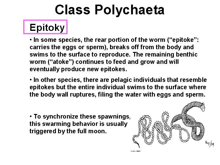 Class Polychaeta Epitoky • In some species, the rear portion of the worm (“epitoke”: