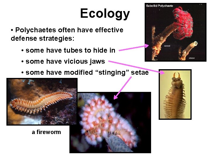 Ecology • Polychaetes often have effective defense strategies: • some have tubes to hide