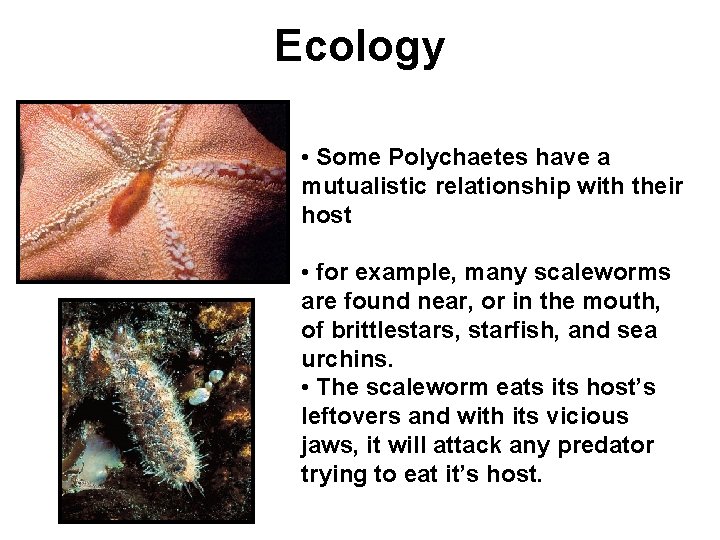 Ecology • Some Polychaetes have a mutualistic relationship with their host • for example,