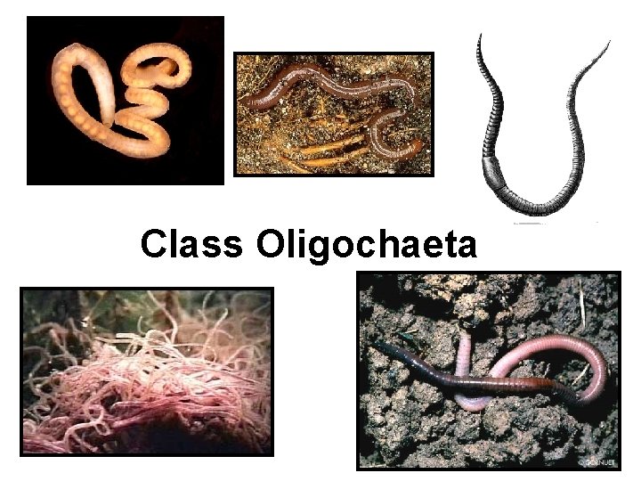 Class Oligochaeta 