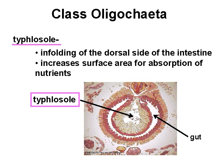 Class Oligochaeta typhlosole- • infolding of the dorsal side of the intestine • increases