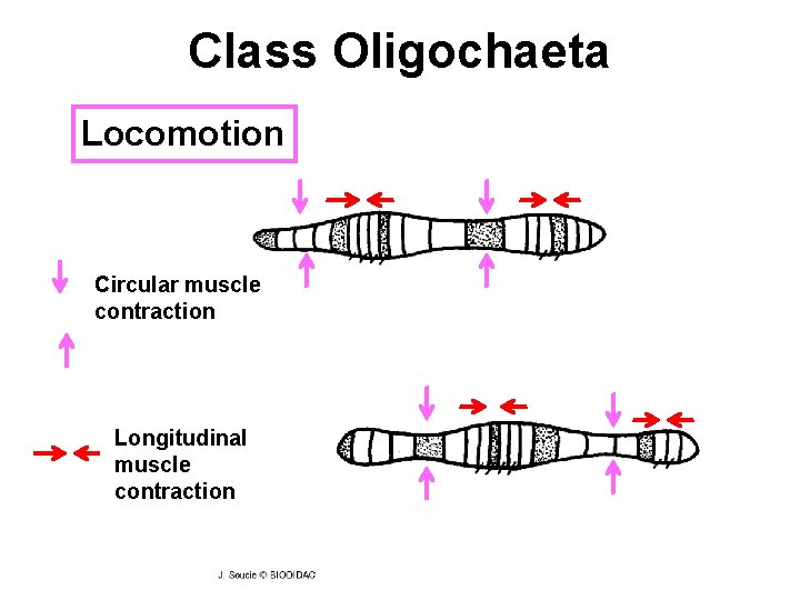 Class Oligochaeta Locomotion Circular muscle contraction Longitudinal muscle contraction 