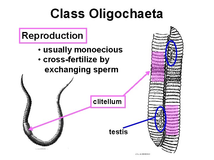 Class Oligochaeta Reproduction • usually monoecious • cross-fertilize by exchanging sperm clitellum testis 