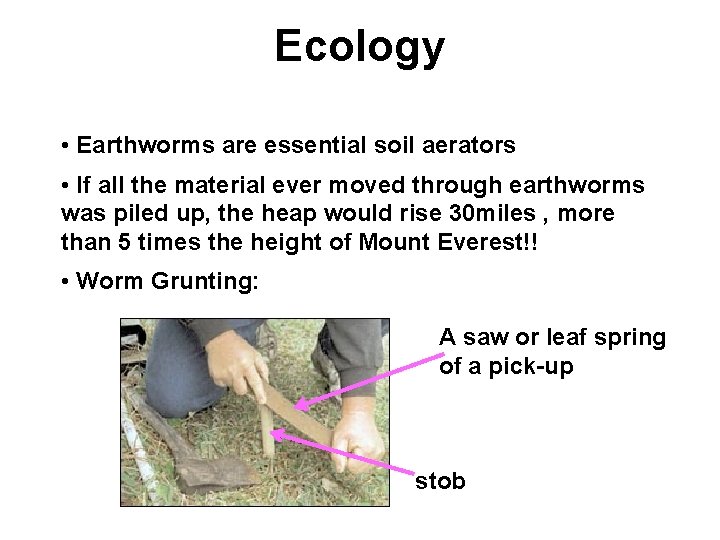Ecology • Earthworms are essential soil aerators • If all the material ever moved