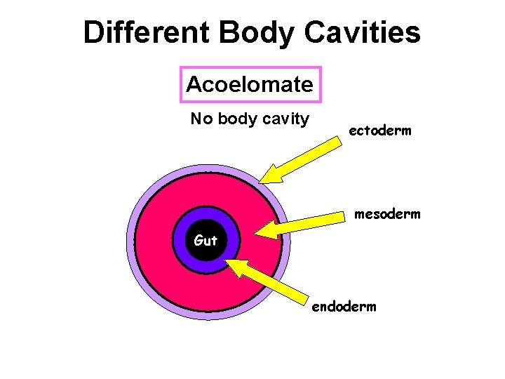 Different Body Cavities Acoelomate No body cavity ectoderm mesoderm Gut endoderm 