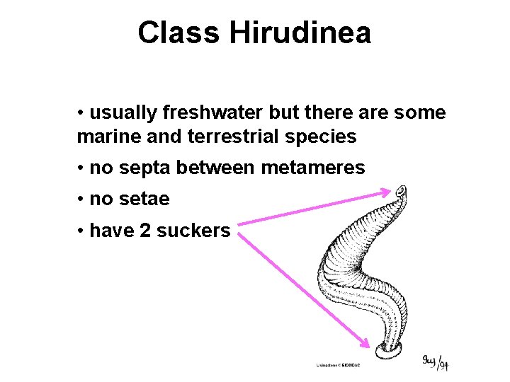 Class Hirudinea • usually freshwater but there are some marine and terrestrial species •