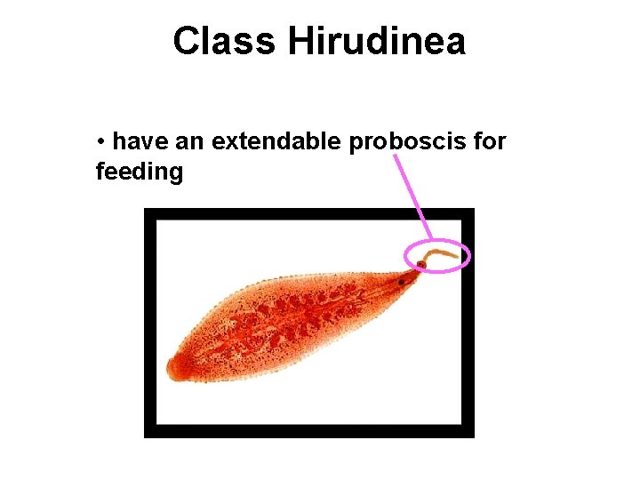 Class Hirudinea • have an extendable proboscis for feeding 