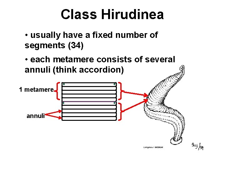 Class Hirudinea • usually have a fixed number of segments (34) • each metamere