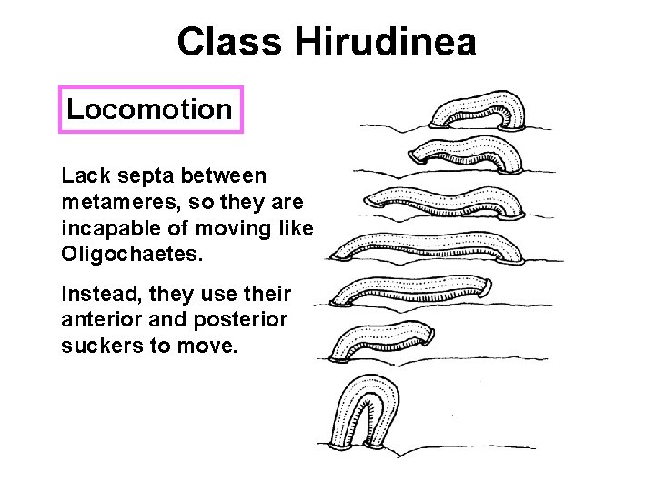 Class Hirudinea Locomotion Lack septa between metameres, so they are incapable of moving like