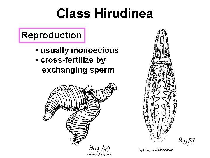 Class Hirudinea Reproduction • usually monoecious • cross-fertilize by exchanging sperm 