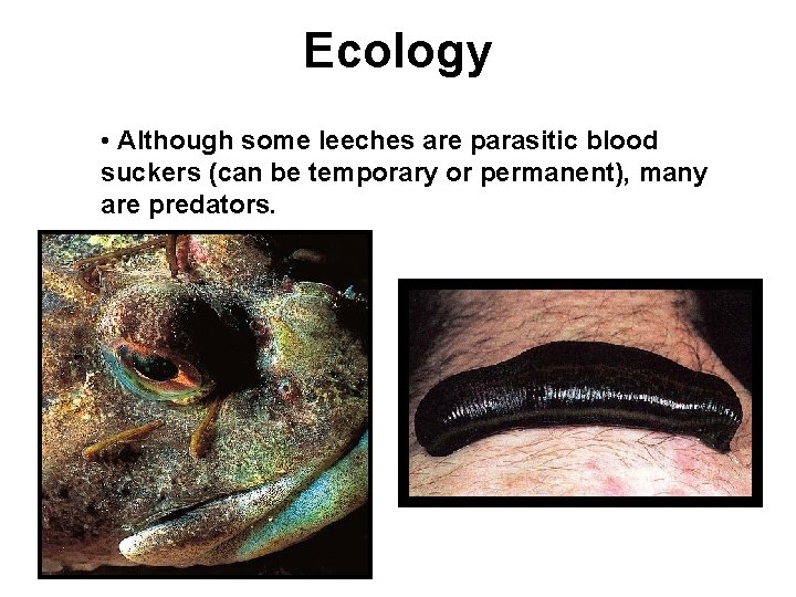 Ecology • Although some leeches are parasitic blood suckers (can be temporary or permanent),