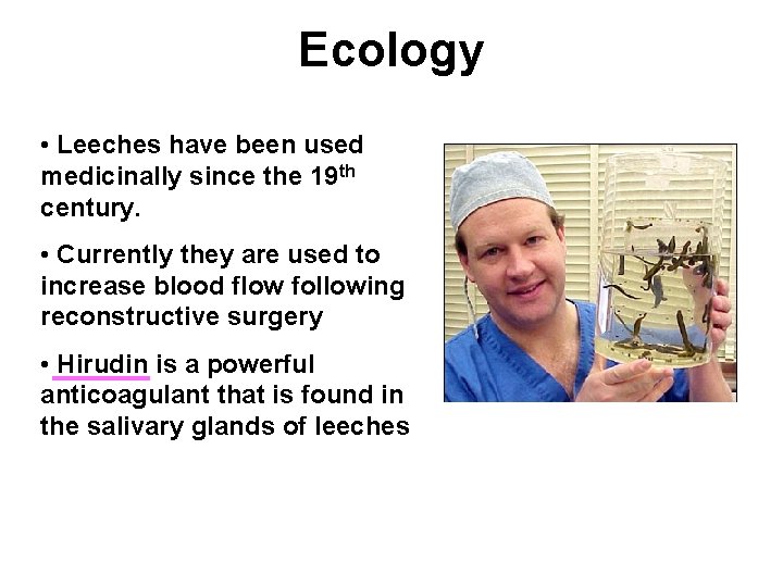 Ecology • Leeches have been used medicinally since the 19 th century. • Currently