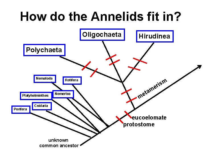 How do the Annelids fit in? Oligochaeta Hirudinea Polychaeta Nematoda Platyhelminthes Porifera Rotifera Nemertea