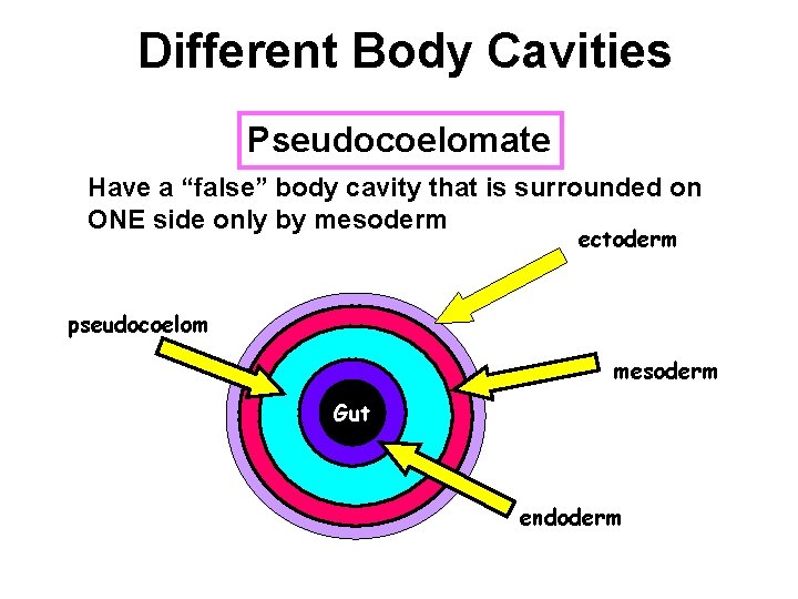 Different Body Cavities Pseudocoelomate Have a “false” body cavity that is surrounded on ONE