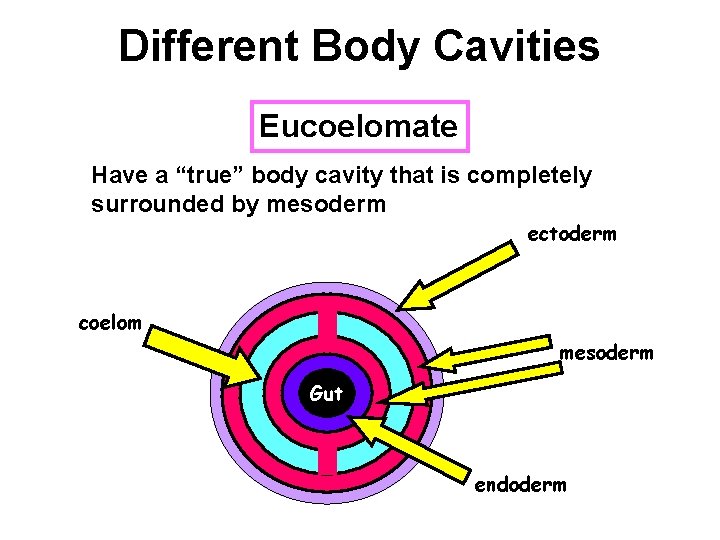 Different Body Cavities Eucoelomate Have a “true” body cavity that is completely surrounded by