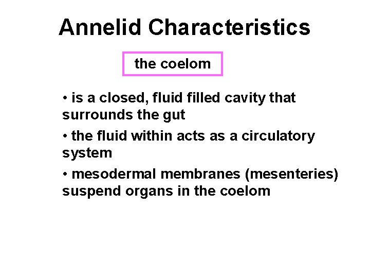 Annelid Characteristics the coelom ectoderm • is a closed, fluid filled cavity that surrounds