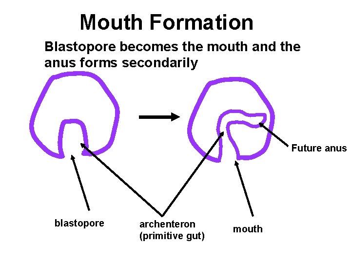 Mouth Formation Blastopore becomes the mouth and the anus forms secondarily Future anus blastopore