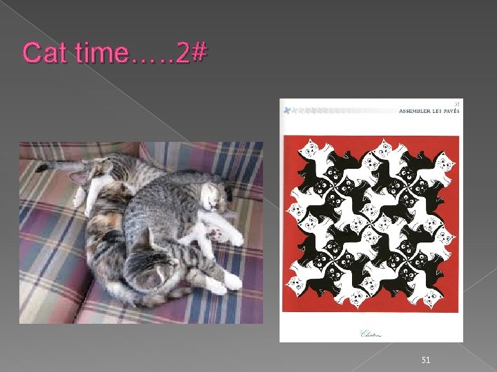 Cat time…. . 2# 51 