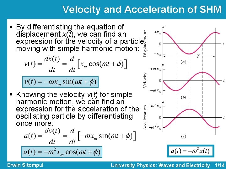 Velocity and Acceleration of SHM § By differentiating the equation of displacement x(t), we