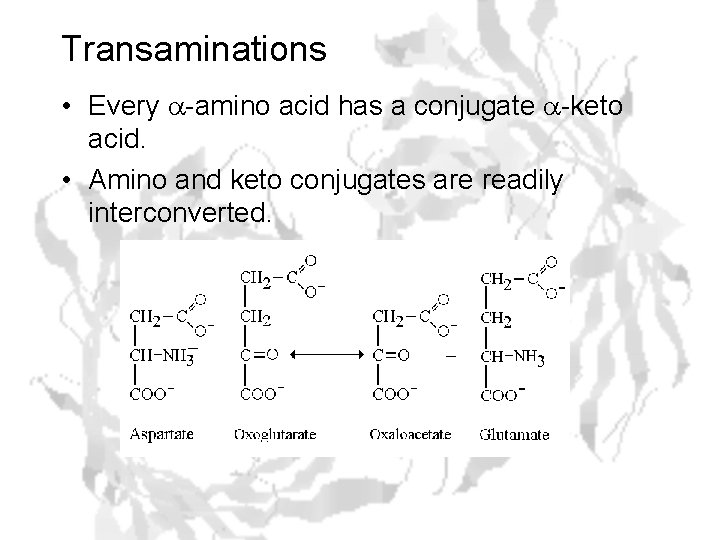 Transaminations • Every a-amino acid has a conjugate a-keto acid. • Amino and keto