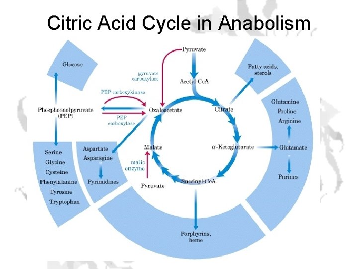 Citric Acid Cycle in Anabolism 