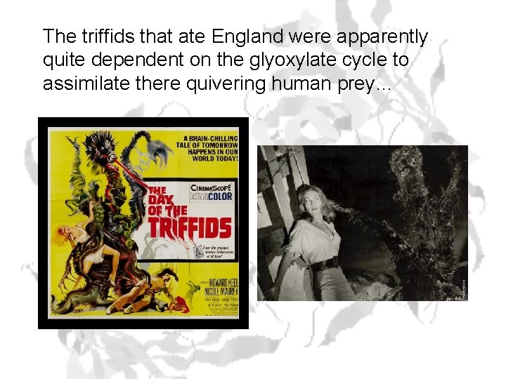 The triffids that ate England were apparently quite dependent on the glyoxylate cycle to