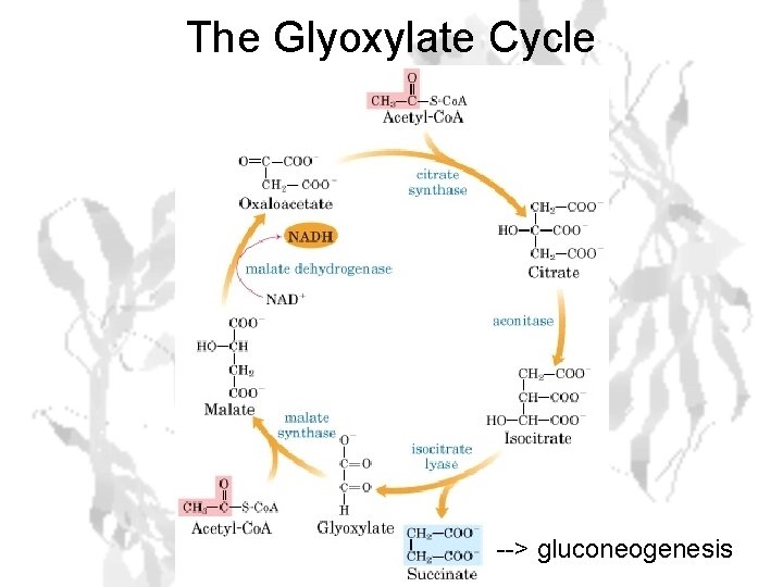 The Glyoxylate Cycle --> gluconeogenesis 