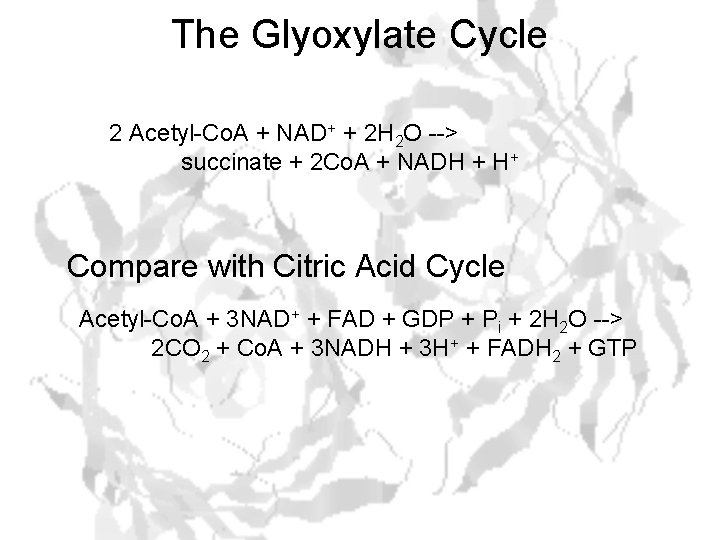 The Glyoxylate Cycle 2 Acetyl-Co. A + NAD+ + 2 H 2 O -->