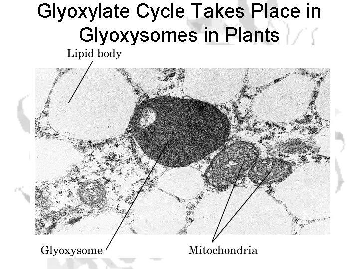 Glyoxylate Cycle Takes Place in Glyoxysomes in Plants 