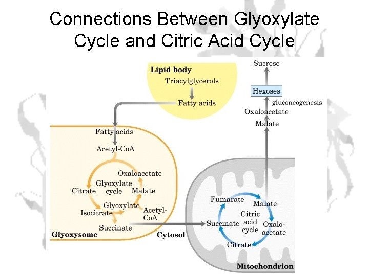 Connections Between Glyoxylate Cycle and Citric Acid Cycle 