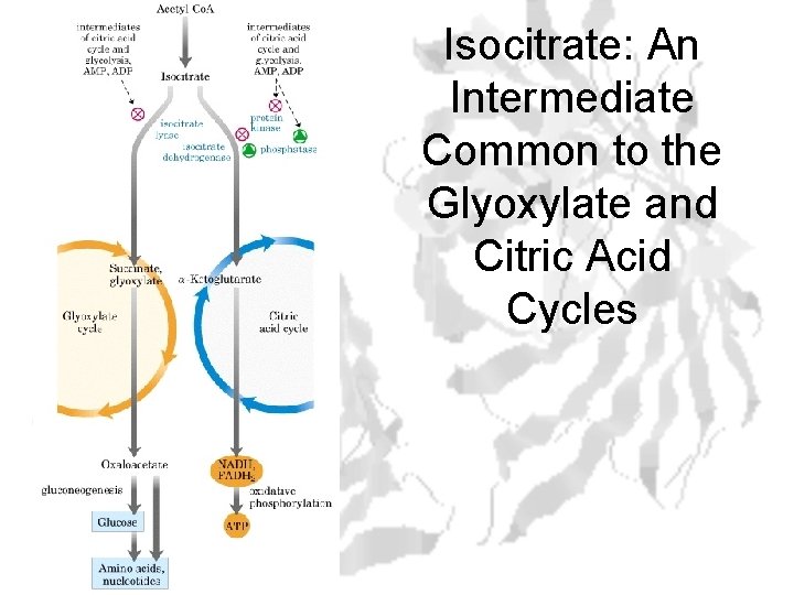 Isocitrate: An Intermediate Common to the Glyoxylate and Citric Acid Cycles 