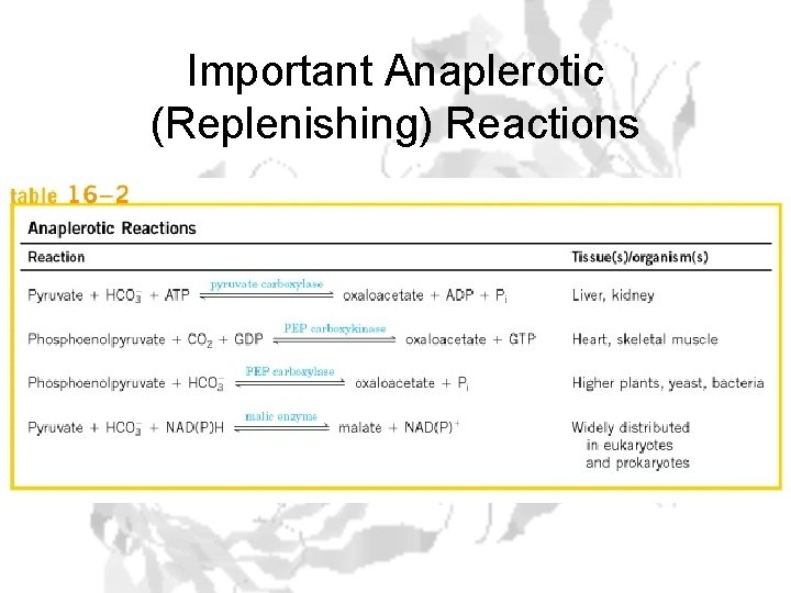Important Anaplerotic (Replenishing) Reactions 