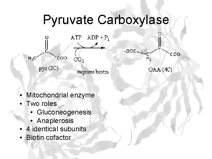 Pyruvate Carboxylase • Mitochondrial enzyme • Two roles • Gluconeogenesis • Anaplerosis • 4