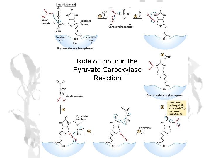 Role of Biotin in the Pyruvate Carboxylase Reaction 