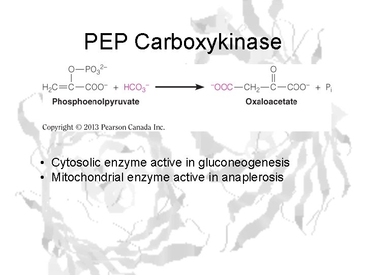 PEP Carboxykinase • Cytosolic enzyme active in gluconeogenesis • Mitochondrial enzyme active in anaplerosis