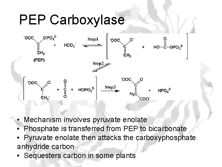 PEP Carboxylase • Mechanism involves pyruvate enolate • Phosphate is transferred from PEP to