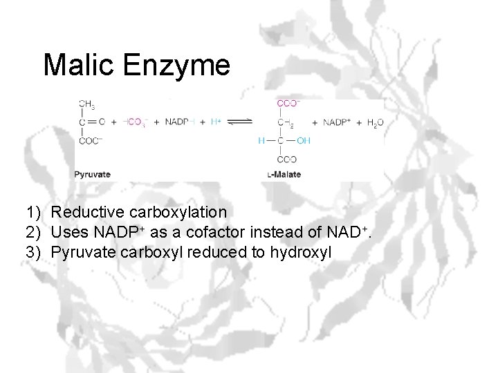 Malic Enzyme 1) Reductive carboxylation 2) Uses NADP+ as a cofactor instead of NAD+.