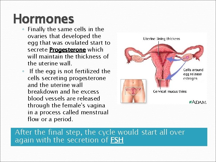 Hormones ◦ Finally the same cells in the ovaries that developed the egg that