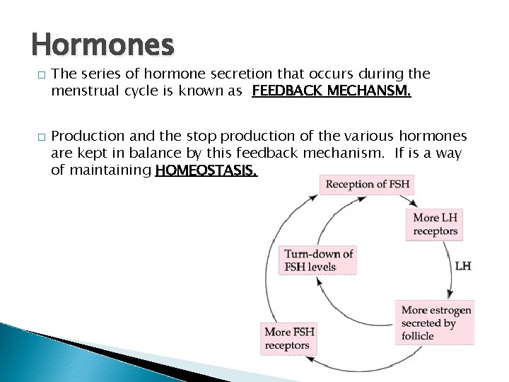 Hormones � � The series of hormone secretion that occurs during the menstrual cycle