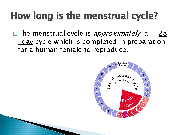 The Menstrual Cycle How Long Is The Menstrual